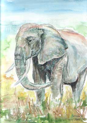watercolour image of elephant
